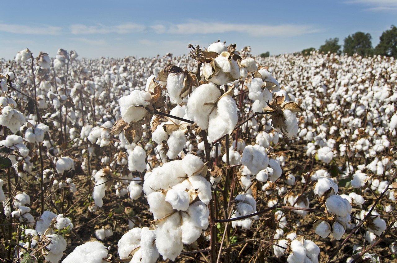 pěstování bavlny